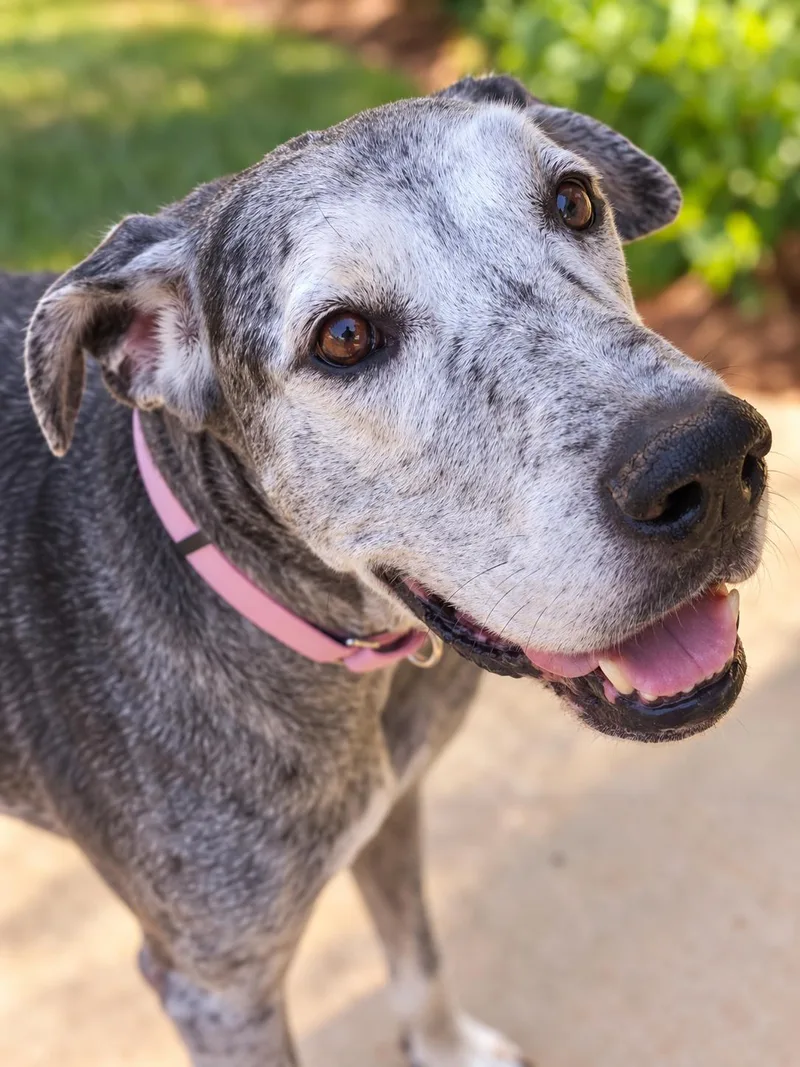 A senior extra large-sized female Great Dane dog named Harly for adoption in Cumming, GA