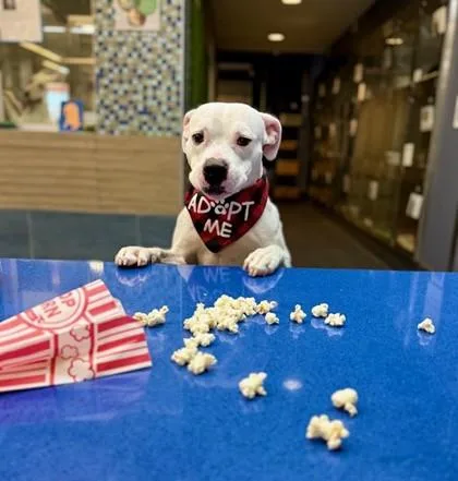 Whitfield thumbnail 2