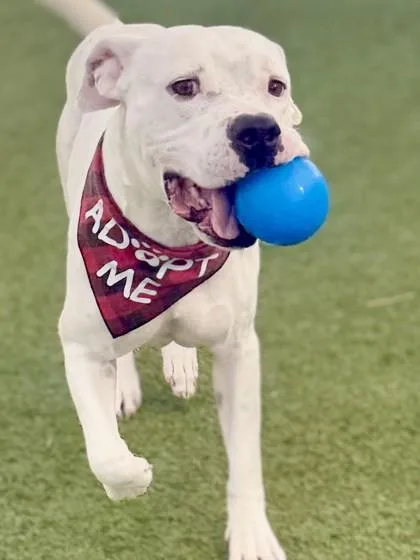 Whitfield thumbnail 3