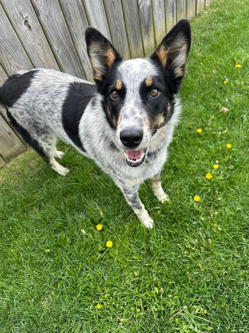 A young large-sized male Tricolor (Brown, Black, & White) Cattle Dog dog named Westin for adoption in Orland Park, IL