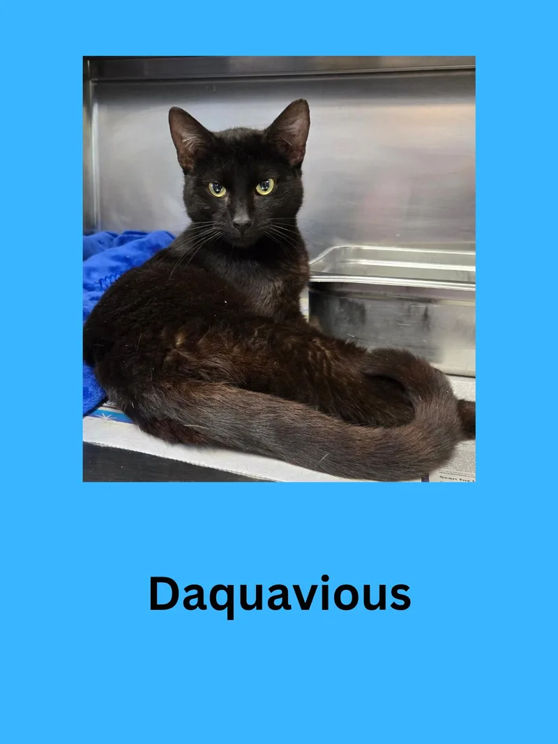 An adult medium-sized male Black Domestic Short Hair cat named Daquavious for adoption in Ravenna, OH