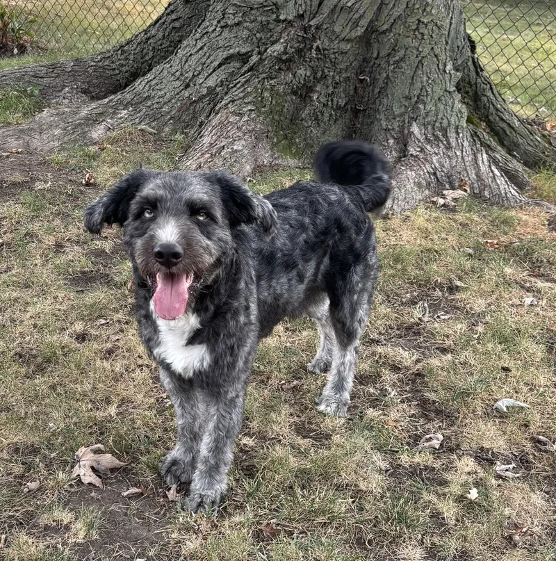 Finn