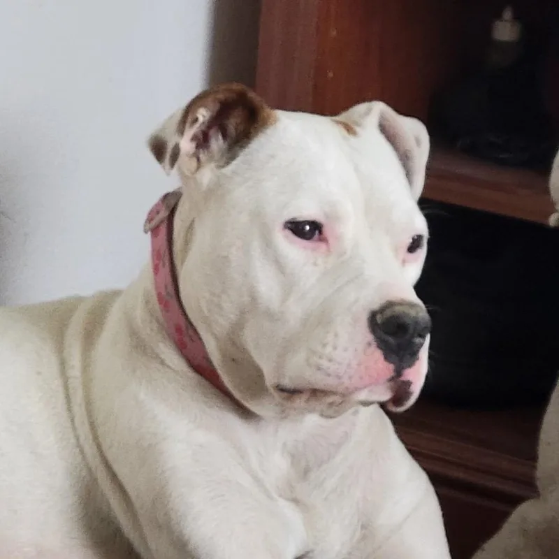 An adult large-sized female Pit Bull Terrier dog named Love for adoption in Tacoma, WA