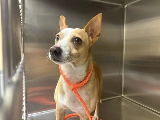 An adult medium-sized male Chihuahua dog named Bradford for adoption in Tustin, CA