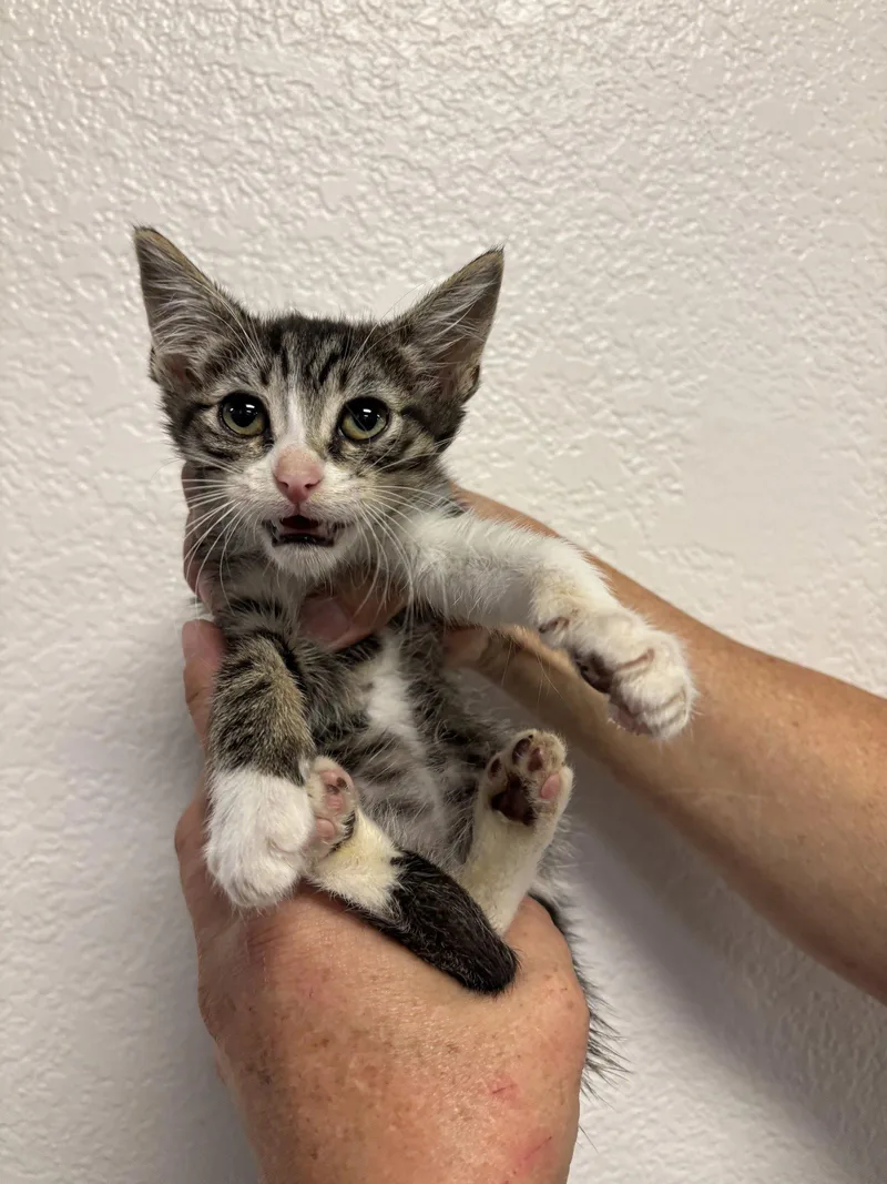 A baby medium-sized male Tabby cat named Kodiak for adoption in Napa, CA