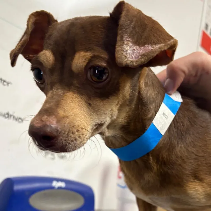 An adult small-sized male Brown / Chocolate Chihuahua dog named Churro for adoption in Yuma, AZ
