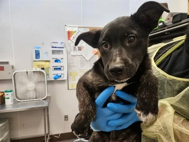 A baby small-sized male Australian Cattle Dog / Blue Heeler dog named A for adoption in Tucson, AZ