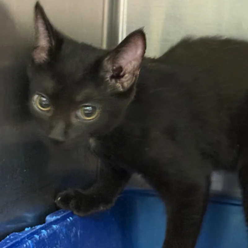 A baby small-sized male Domestic Short Hair cat named Garmilie for adoption in Perkiomenville, PA