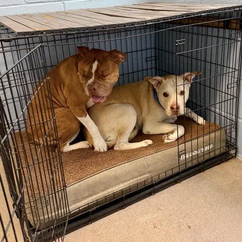 An adult large-sized male Yellow / Tan / Blond / Fawn Mixed Breed dog named Shamad for adoption in Green Valley, AZ