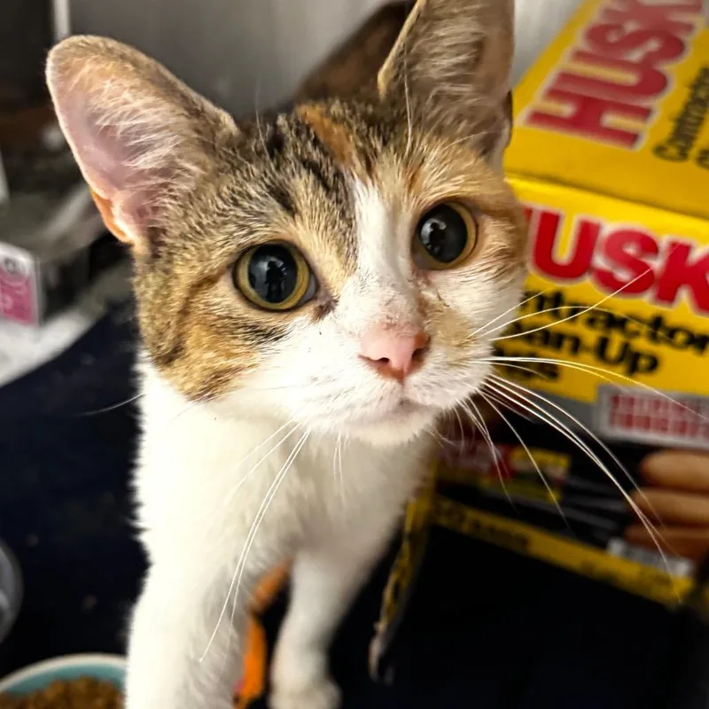 A young medium-sized female Calico Domestic Short Hair cat named Clambake for adoption in Wheeling, IL