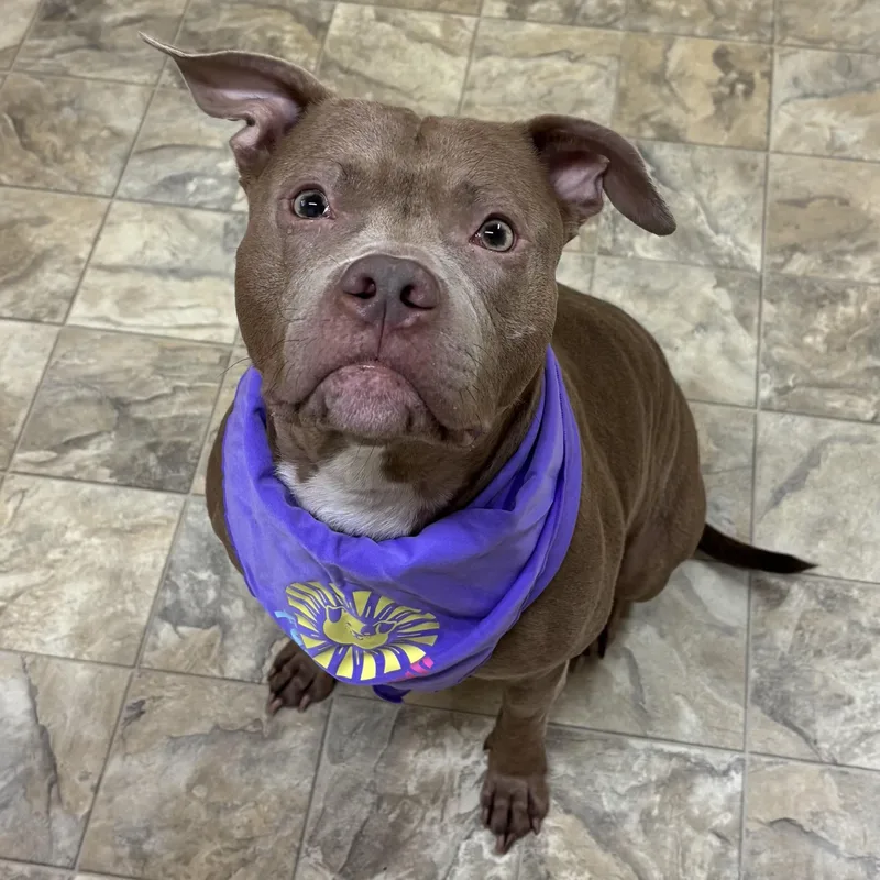 An adult medium-sized female Terrier dog named Pearl for adoption in Pilot Point, TX