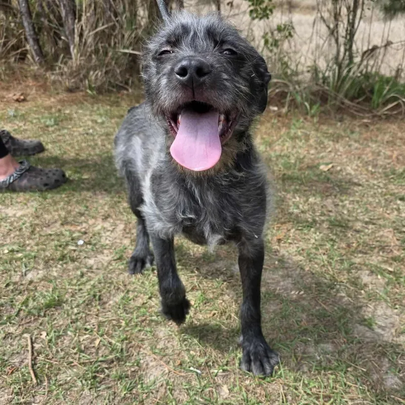 Oreo George thumbnail 2