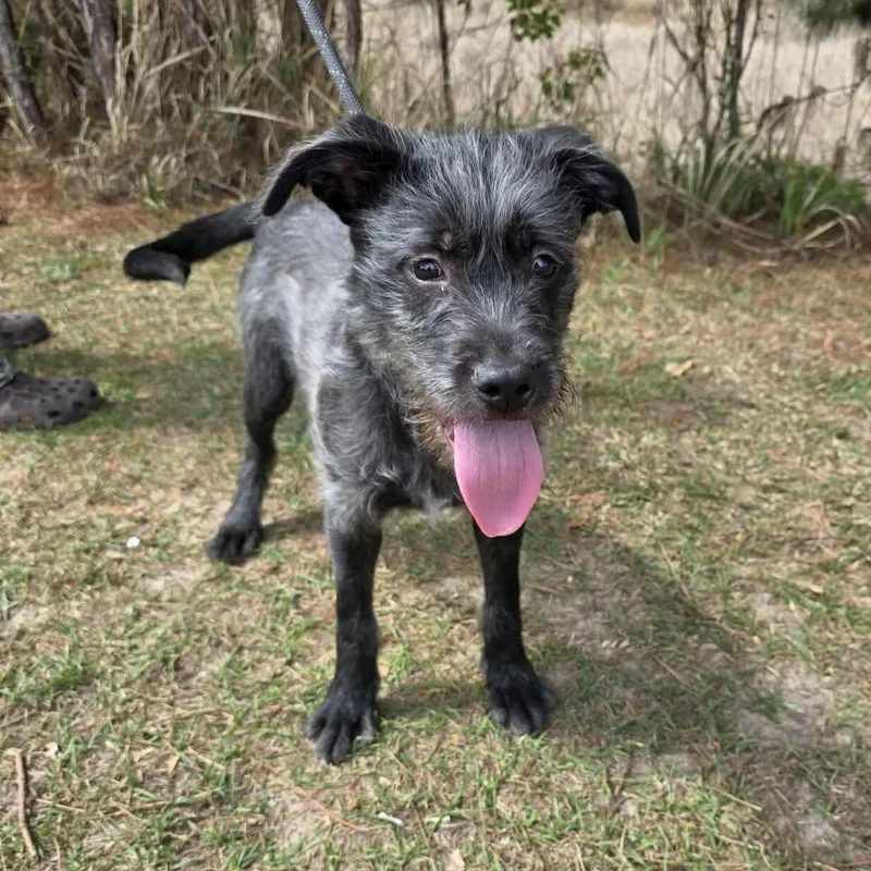 A baby medium-sized male Gray / Blue / Silver Miniature Schnauzer dog named Oreo George for adoption in Foley, AL