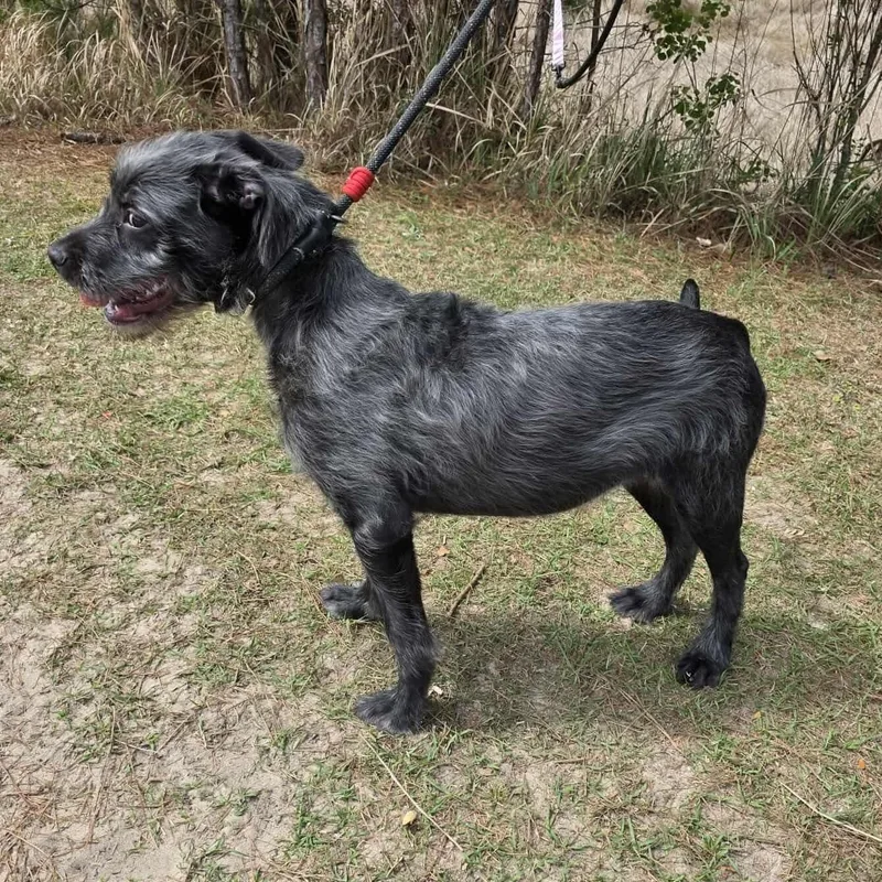 Oreo George thumbnail 5