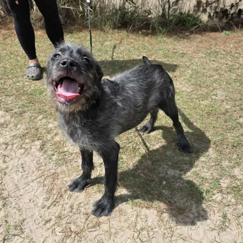 Oreo George thumbnail 6