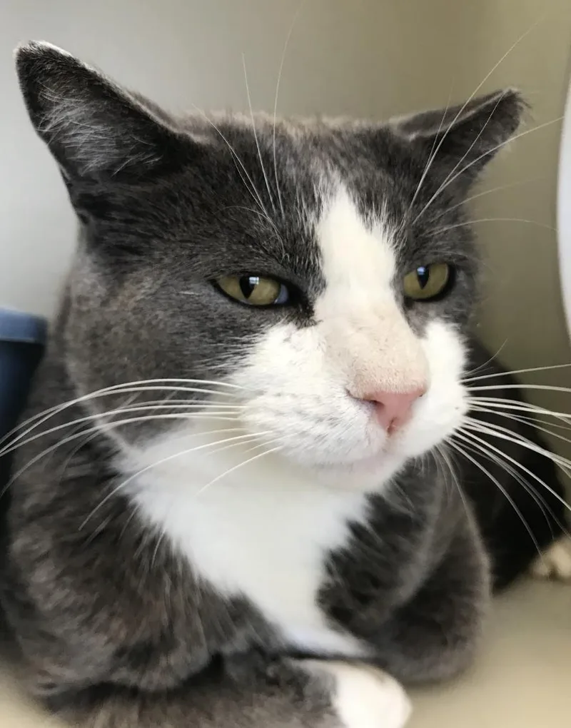 An adult medium-sized male Gray & White Domestic Short Hair cat named Smudge for adoption in Buena Vista, CO
