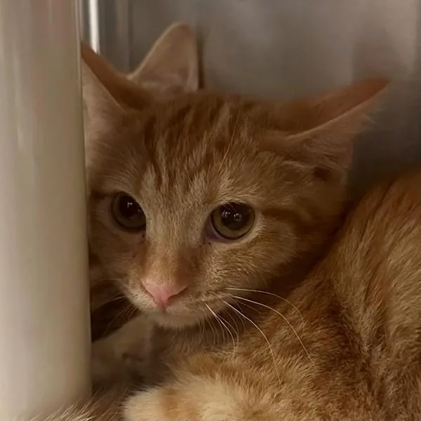 A baby medium-sized male Domestic Short Hair cat named Fender for adoption in Walnut Creek, CA