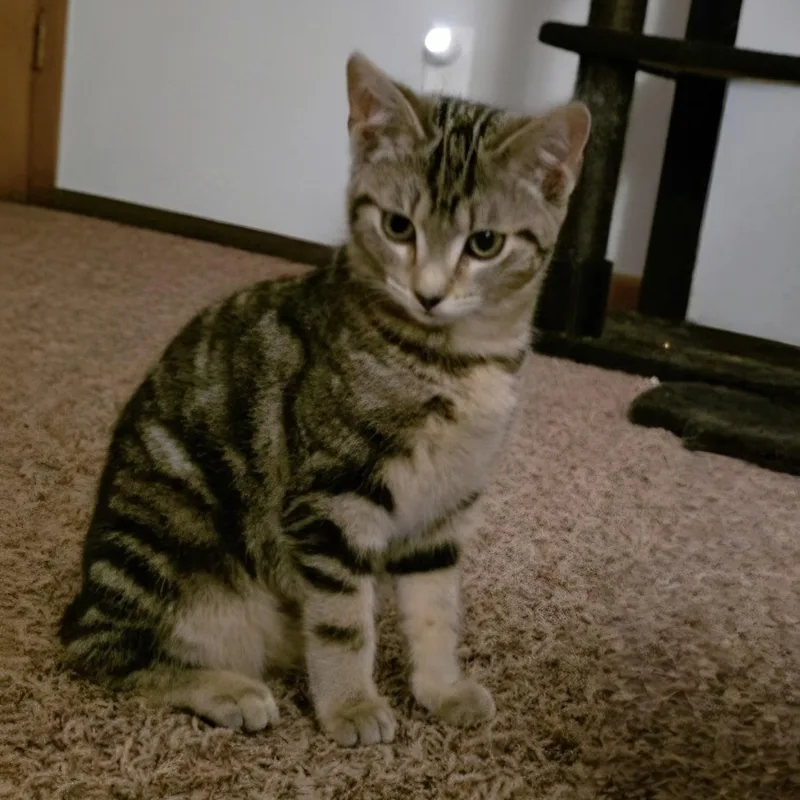 Galley  Marlin  thumbnail 2