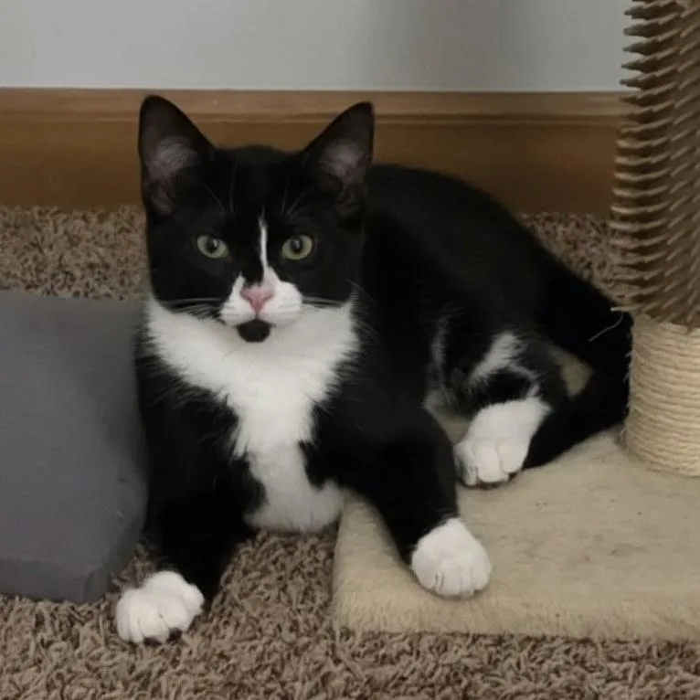 Galley  Marlin  thumbnail 3