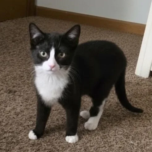 Galley  Marlin  thumbnail 4