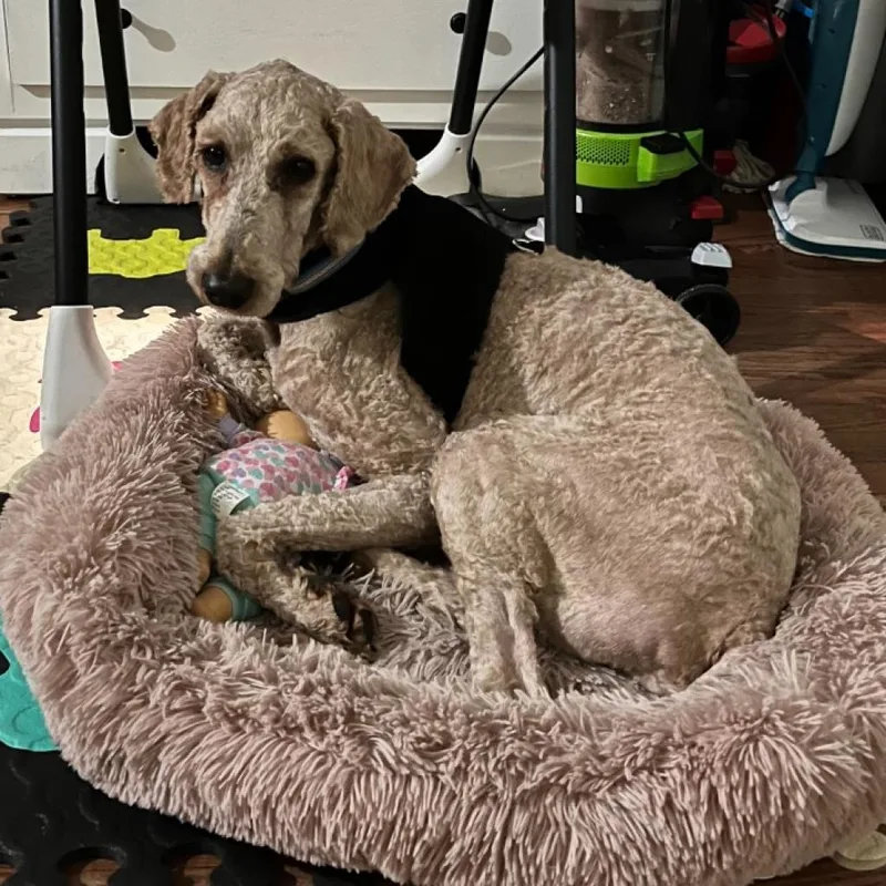 A senior medium-sized male Golden Poodle dog named Kingsley for adoption in Normal, IL
