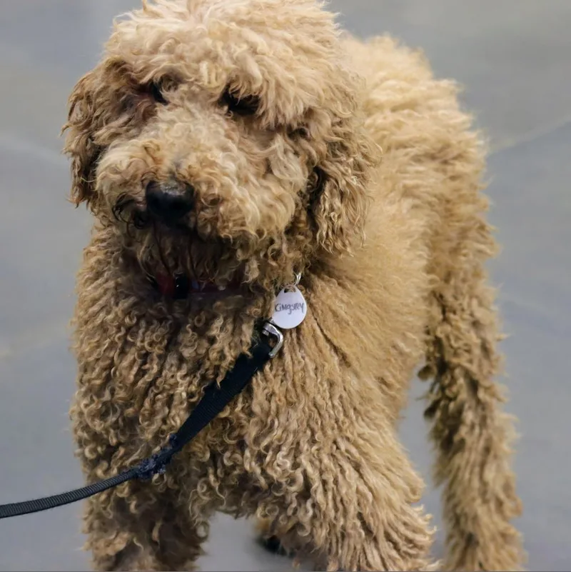 Kingsley thumbnail 3