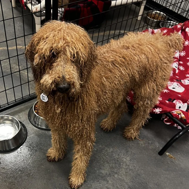 Kingsley thumbnail 4