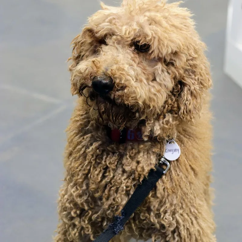 Kingsley thumbnail 5