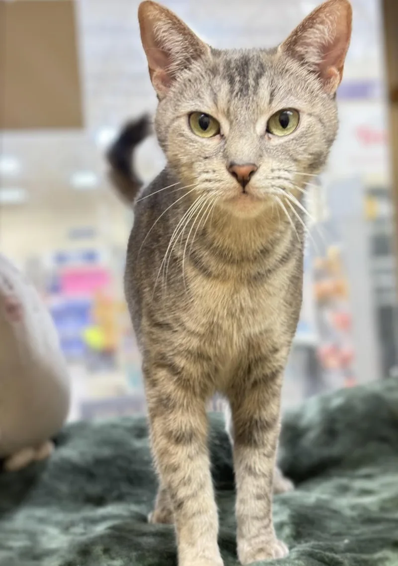 An adult medium-sized female Dilute Tortoiseshell Domestic Short Hair cat named Rem for adoption in Pearland, TX