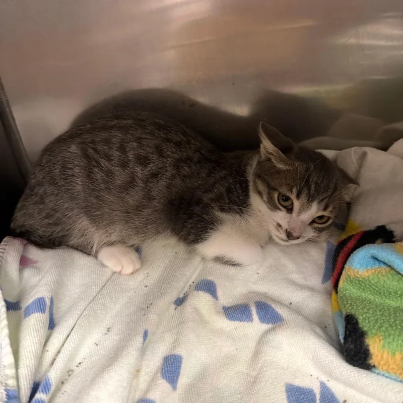 A baby small-sized female Brown / Chocolate Domestic Short Hair cat named Cher for adoption in Lake Panasoffkee, FL