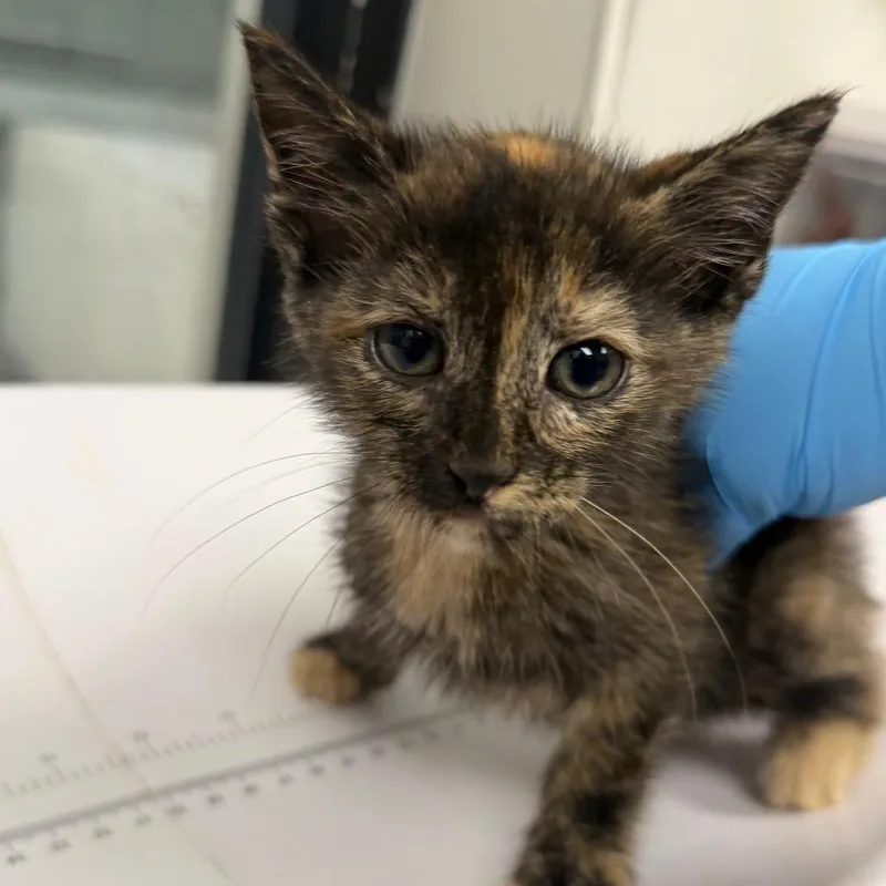 A baby small-sized female Black Domestic Short Hair cat named Adrian for adoption in Columbiana, AL