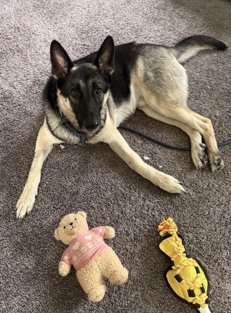 A young large-sized male Black German Shepherd Dog dog named Vader for adoption in New Rochelle, NY