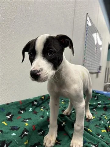 A baby small-sized male Pit Bull Terrier dog named Oreo for adoption in Panama City, FL