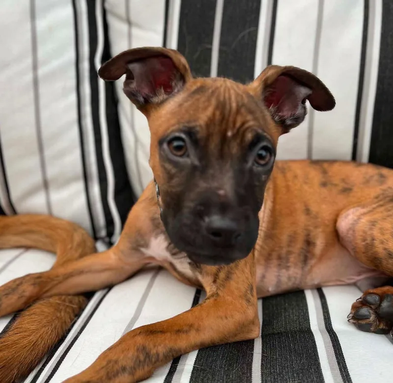 A baby medium-sized male Brindle Boxer dog named Murphy for adoption in Kansas City, KS