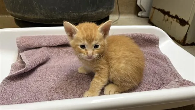 A baby small-sized male Domestic Short Hair cat named Fakir for adoption in Grand Prairie, TX