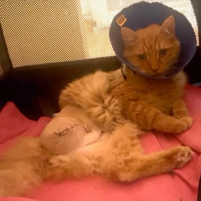 An adult small-sized female Domestic Long Hair cat named Darla for adoption in Long Beach, CA