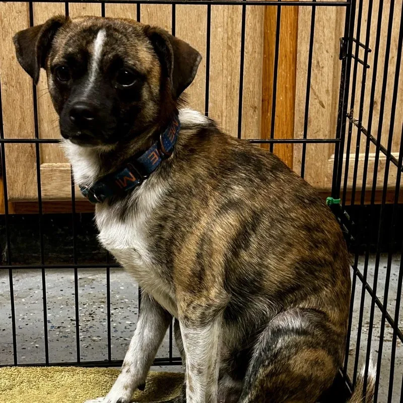 A young small-sized male Brindle Pomeranian dog named D Marlin for adoption in Franklin, PA