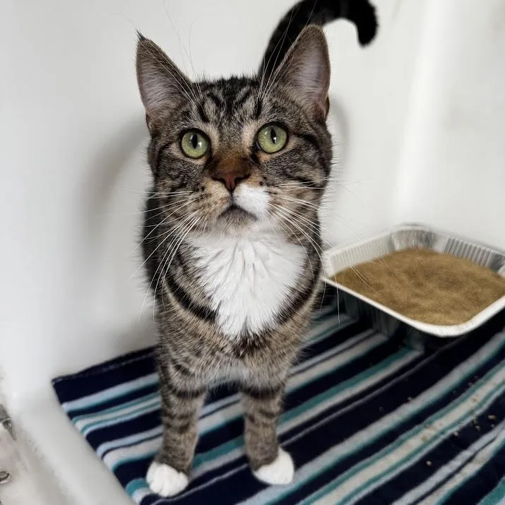 An adult medium-sized male Tabby (Brown / Chocolate) Domestic Short Hair cat named Emmitt for adoption in Waterloo, IA