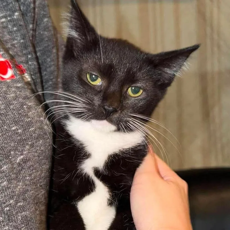 An adult small-sized female American Shorthair cat named Miley for adoption in mount vernon, AR