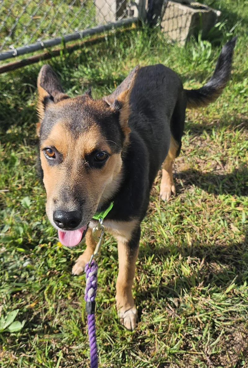 A baby medium-sized female German Shepherd Dog dog named Billie for adoption in Salem, NH