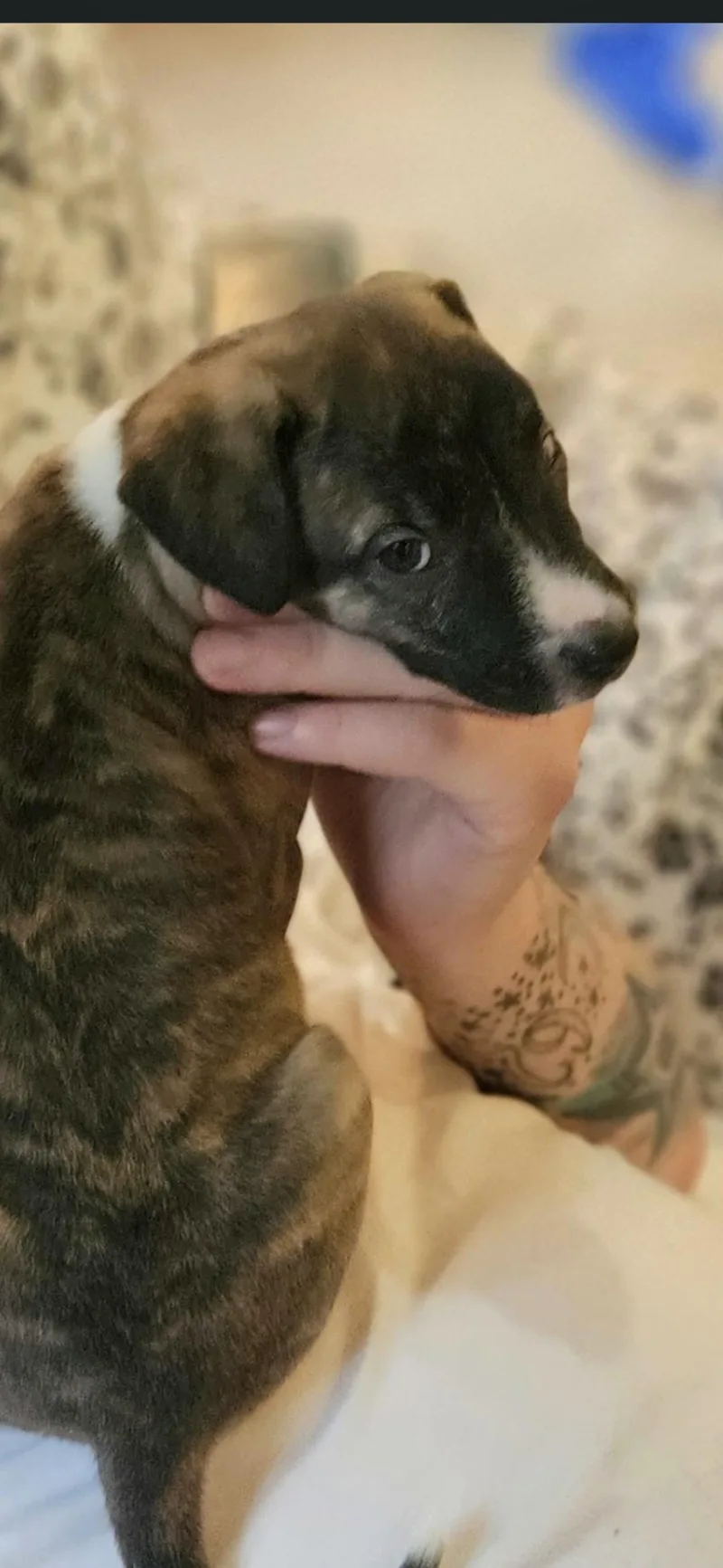 A baby medium-sized female Cattle Dog dog named Bean for adoption in Plano, TX