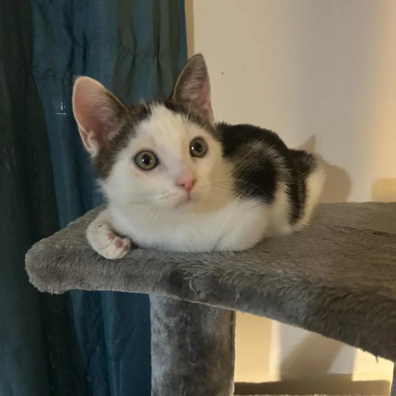 A baby medium-sized male White Domestic Short Hair cat named Marcel for adoption in Hamburg, NY