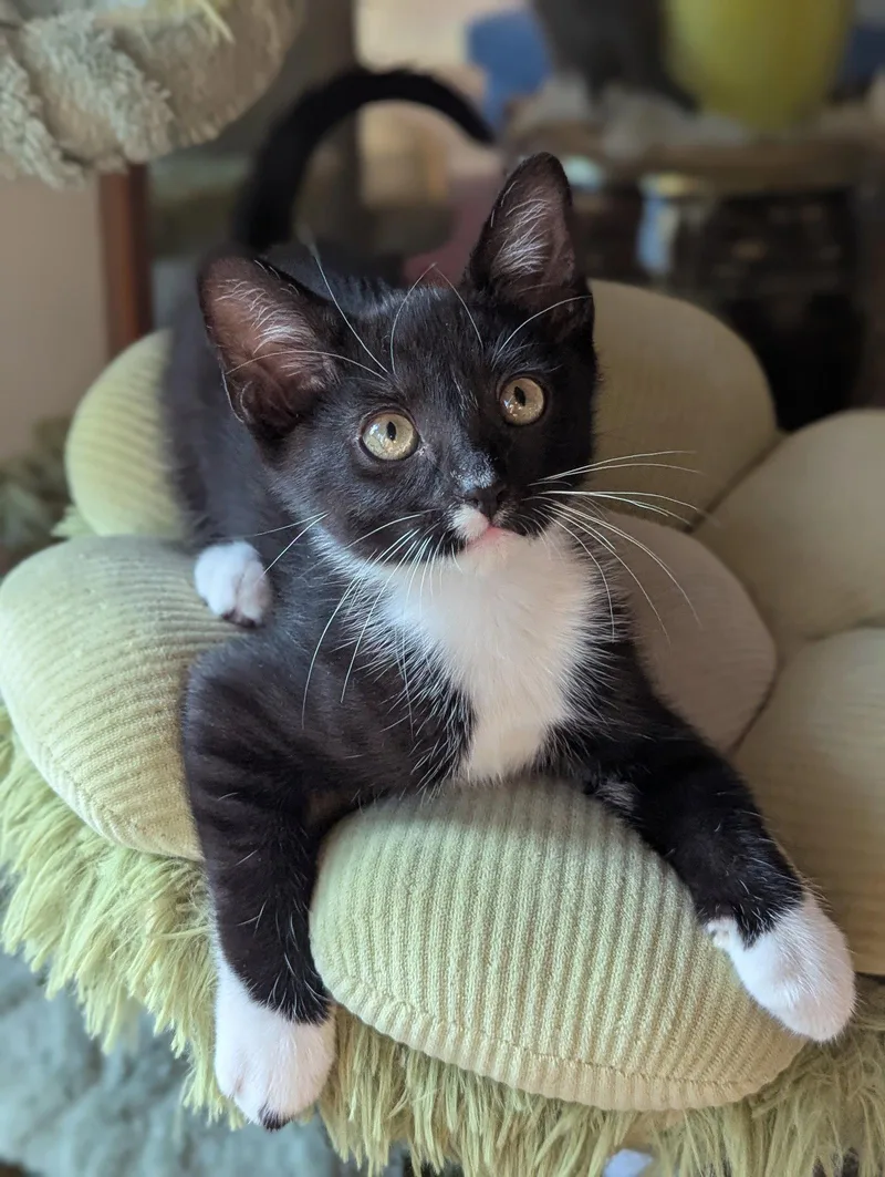 A young medium-sized male Black & White / Tuxedo Domestic Short Hair cat named Kraken for adoption in Davis, CA