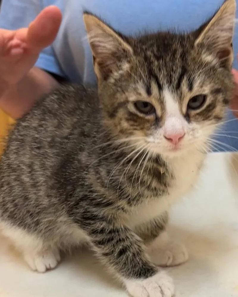 A baby small-sized male Domestic Short Hair cat named Nitro for adoption in Elizabethton, TN