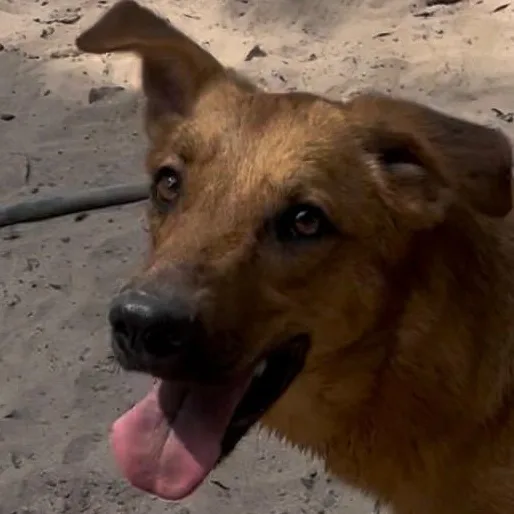 An adult medium-sized female Golden German Shepherd Dog dog named Baby for adoption in Magnolia, TX