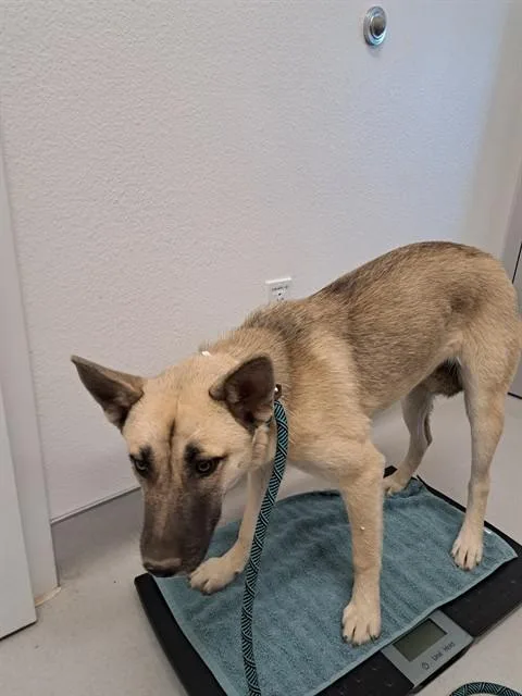 A young large-sized female German Shepherd Dog dog named Amelia for adoption in Mesa, AZ