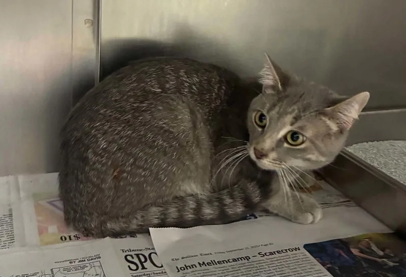 An adult medium-sized male Domestic Short Hair cat named Charlie for adoption in Sullivan, IN