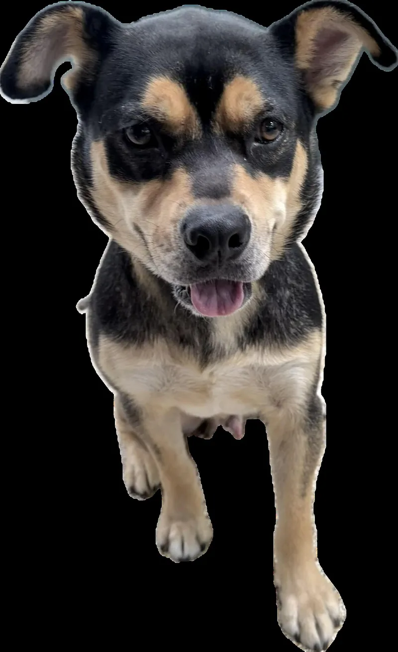 A young large-sized male Mixed Breed dog named Wally for adoption in Los Angeles, CA