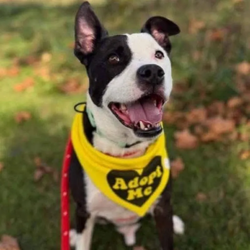 An adult medium-sized male Black Mixed Breed dog named Domino  Honky Pete for adoption in Centerville, TN