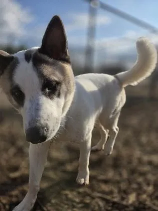 A young medium-sized male Husky dog named Max Montero for adoption in Atlanta, GA